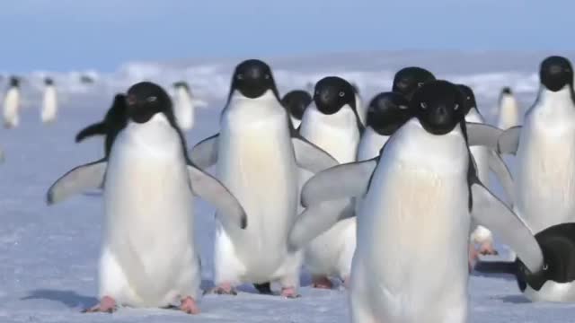 Waddling Penguins