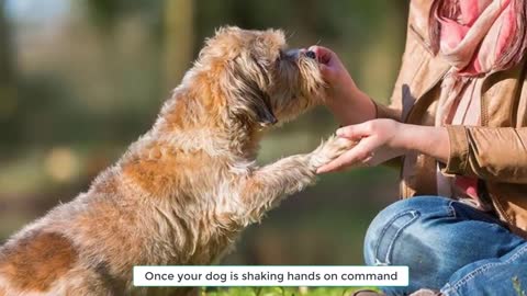 5 easy tricks you can teach your dog at home