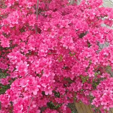 My beautiful azalea flowering Plants 😍