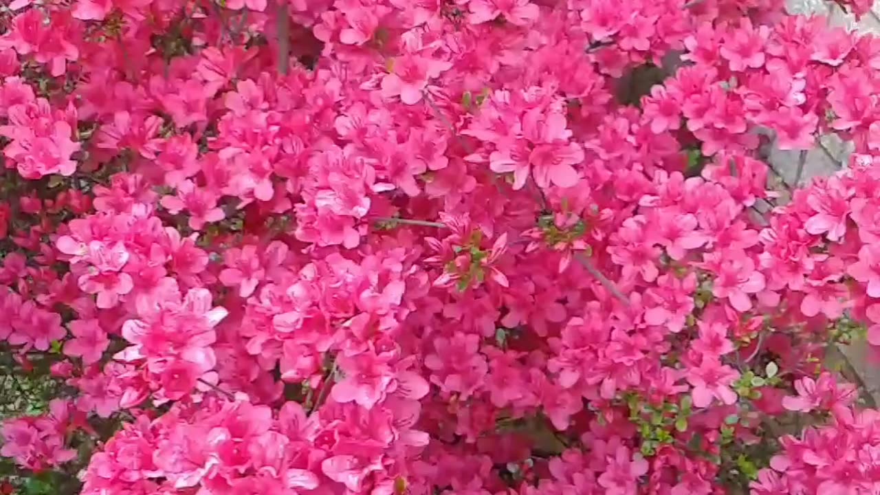 My beautiful azalea flowering Plants 😍