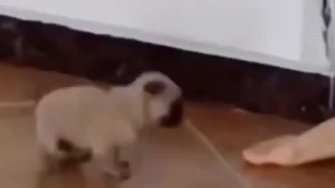 dancing puppy #shorts