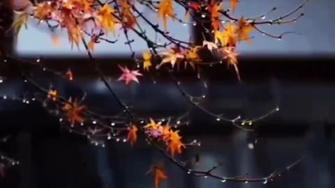 persian romantic video clips