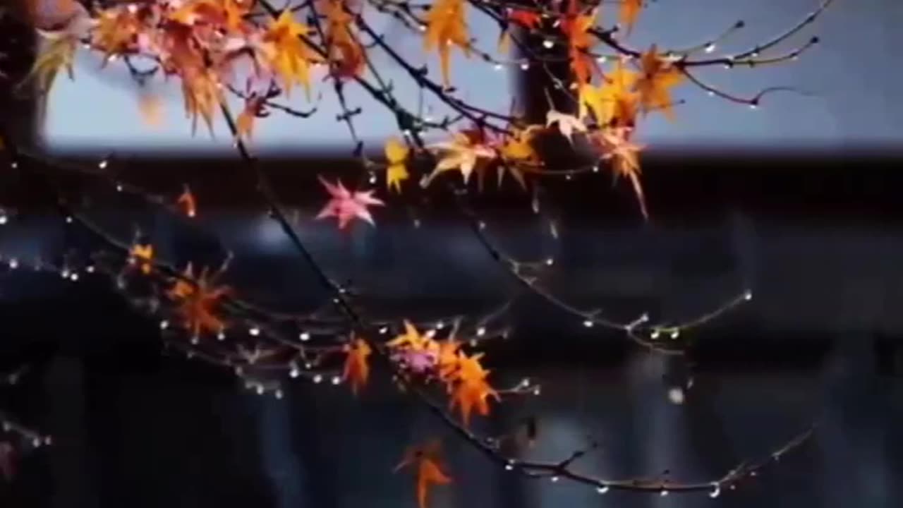 persian romantic video clips
