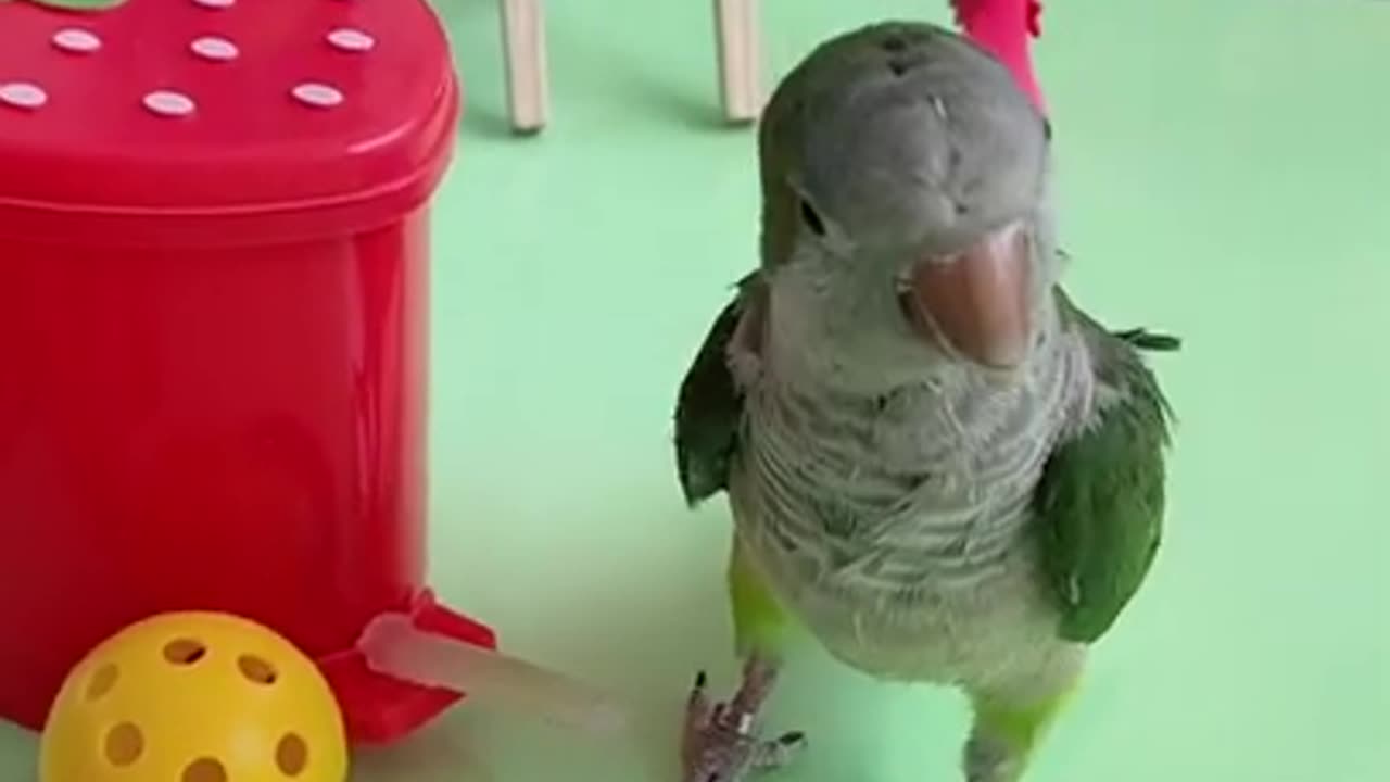 Playing parrot