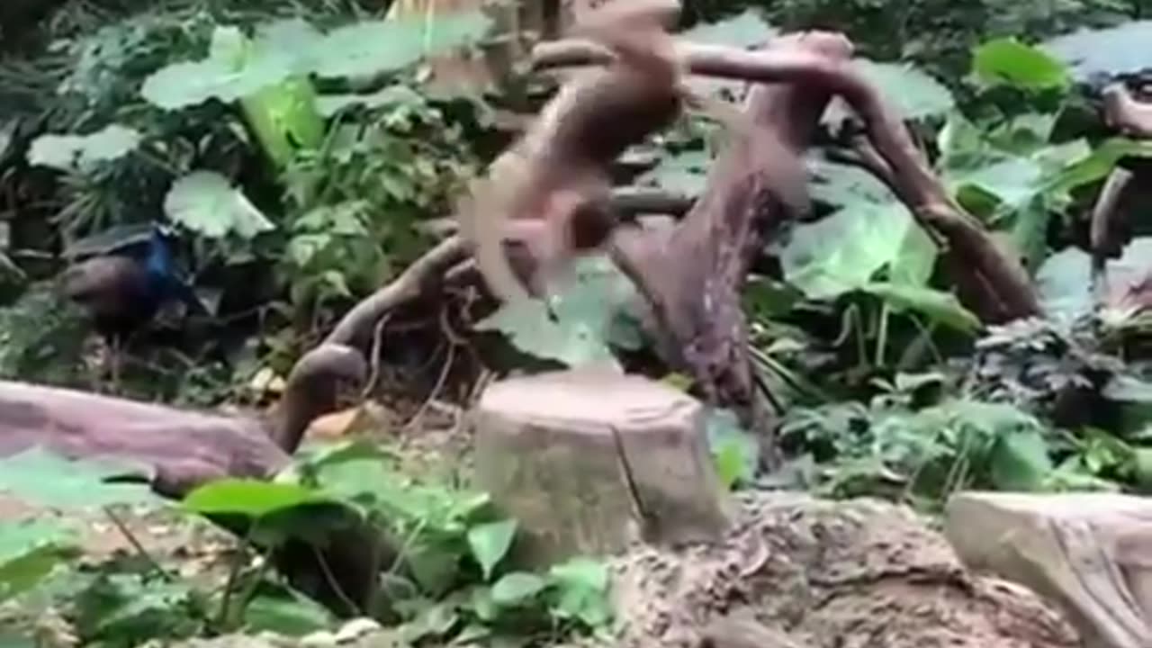 Monkey does summersaults on one spot! #showingoff #animallover #junglelife #junglelove