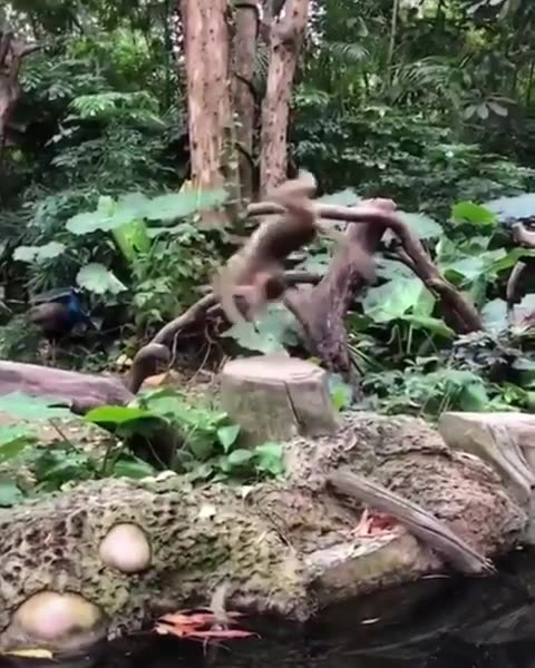 Monkey does summersaults on one spot! #showingoff #animallover #junglelife #junglelove