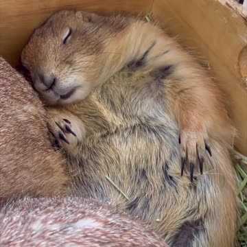 HAPPY EASTER! 🌺#chinaclips