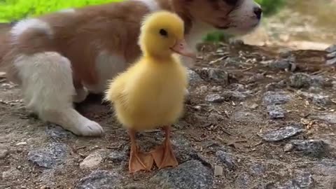 Friendship / puppy and duckling . A beautiful moment #1496 - #shorts