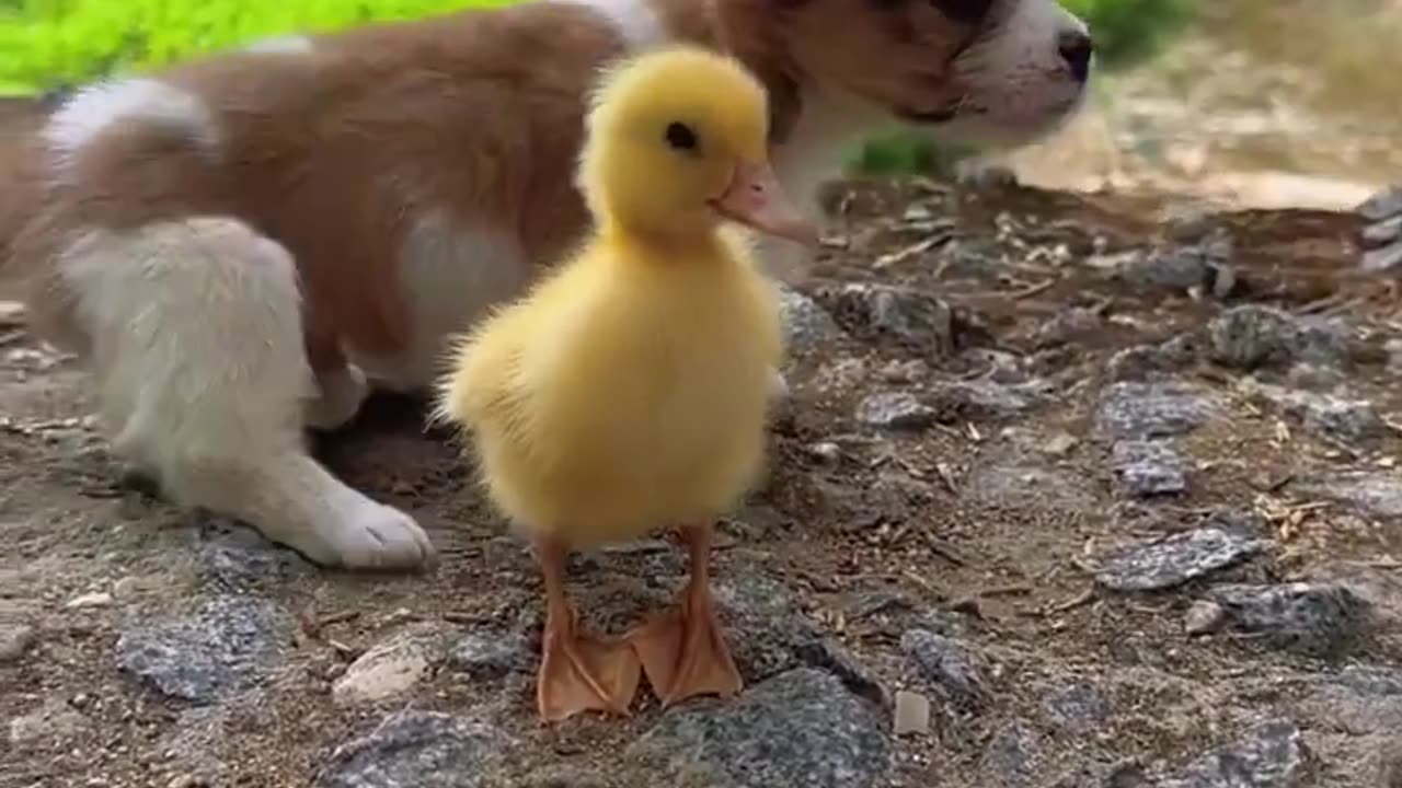 Friendship / puppy and duckling . A beautiful moment #1496 - #shorts