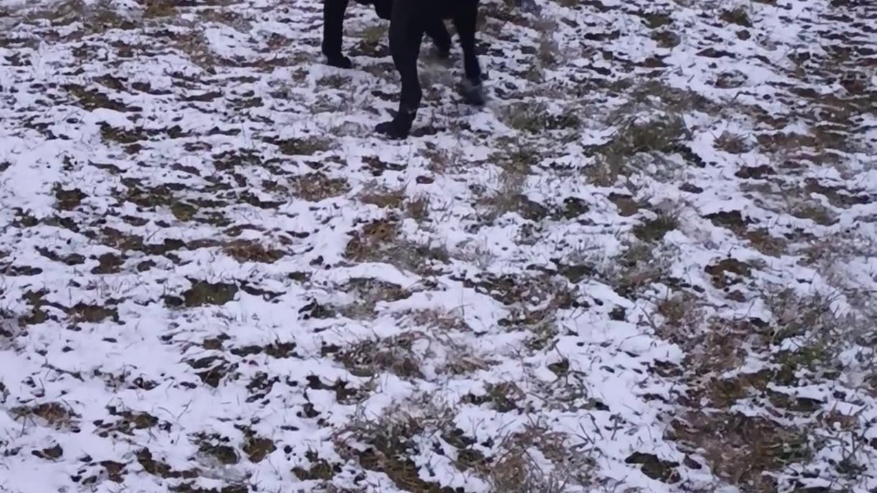 Warhammer Cane Corso presents brother and sister 2 yr olds