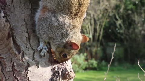 Squirrel Feeding with Natural Sound