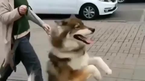 Watch till the end funny husky doing funny thing