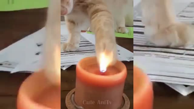 🙀 Brave cat is playing with fire - Funny Cat