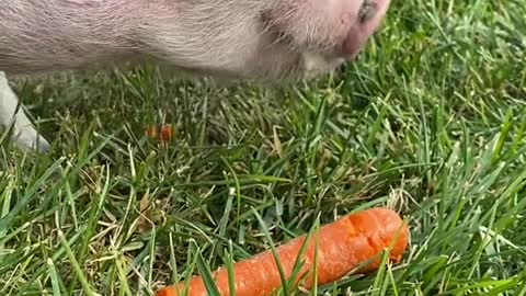 What’s up doc! 🥕