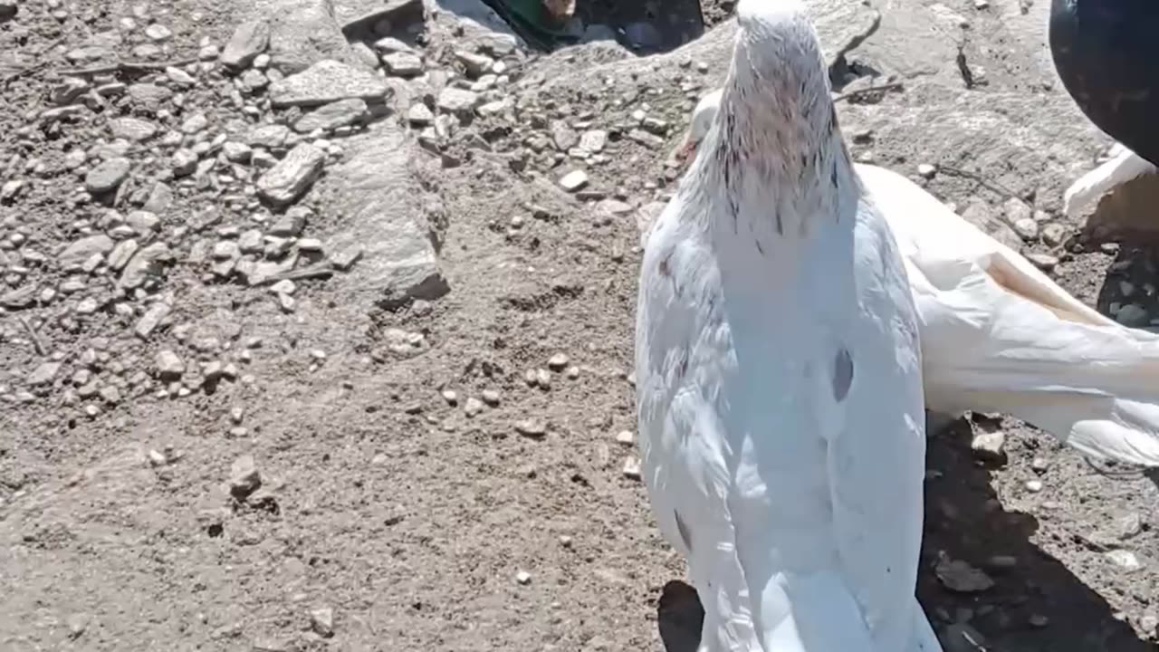 Pigeon sound || My fancy pigeons 🕊️ making pair