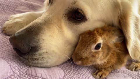 Amazing Love Between Dog and Rabbit - Cutest Video Ever