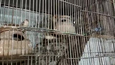 My Mutation Finches Collection