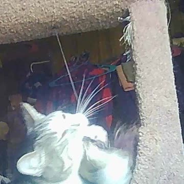 EA S82 - Playful Meatloaf