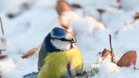 Australian bird