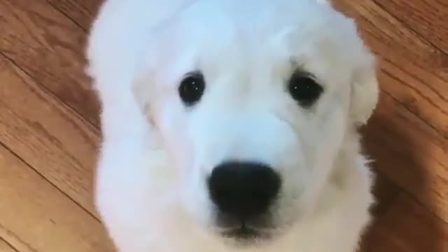 There is a dog that likes to bite its tail.