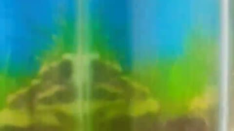 SS fish hobby aquarium fish tank 🐠