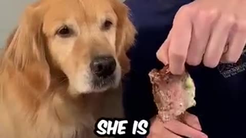 Feeding A Dog $1 vs $10,000 Steak