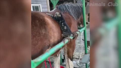 Funny Animal Videos 2023 🐕😍 Funniest Dogs And Cats Videos Part 7🐱🐱😊😊