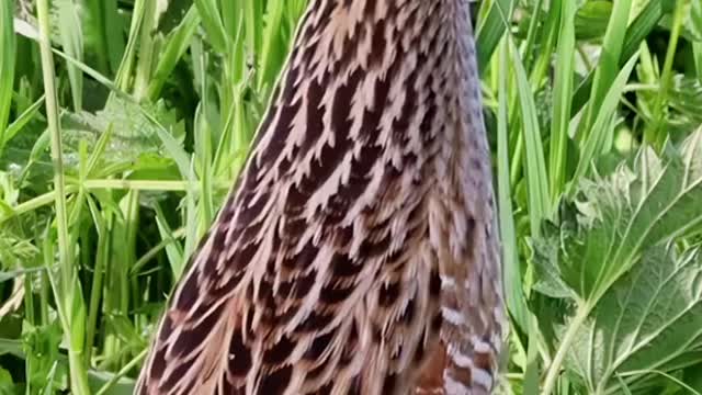 Listen to the common crake