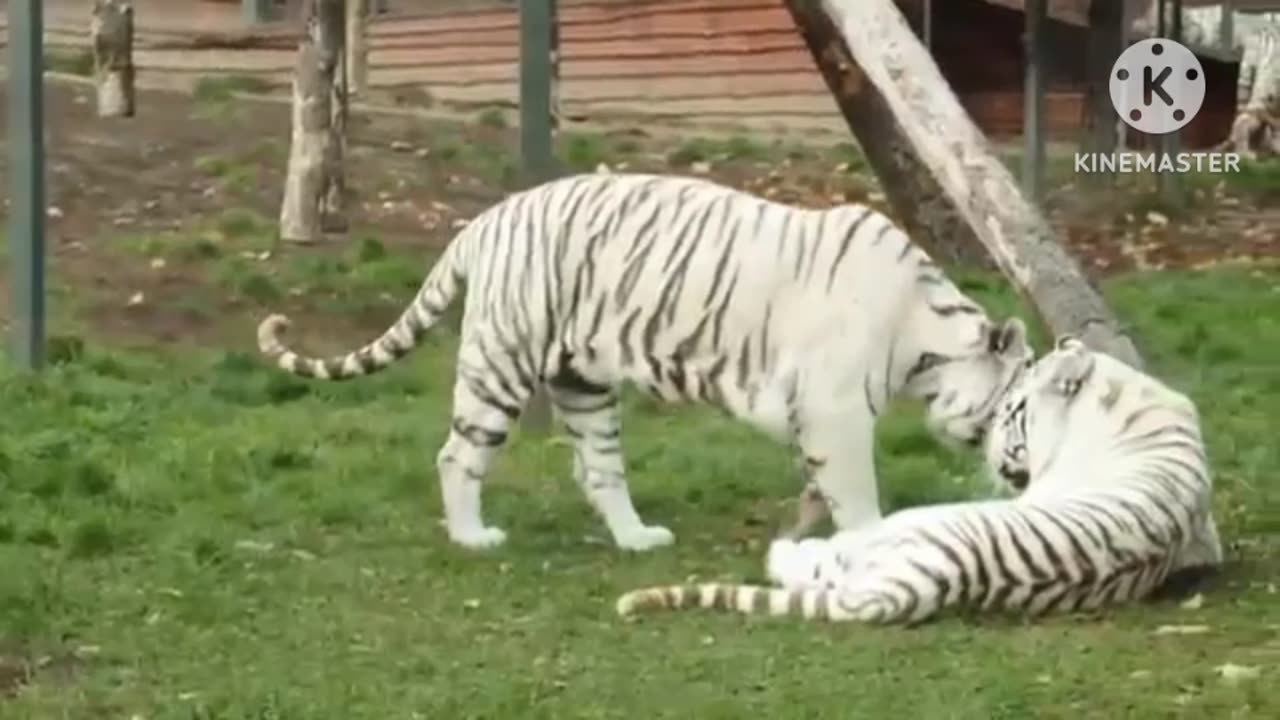 White tiger's