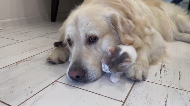 Cute Golden Retriever and Playful Kitten