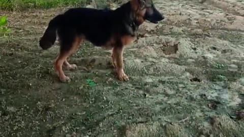 GermanShepherdbabydogdoublecoat3months