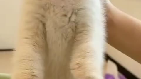 funny cat