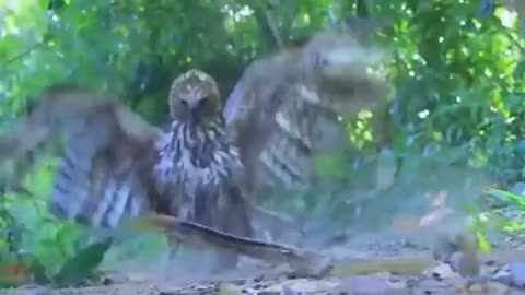 Snake hunter|wild life|eagle