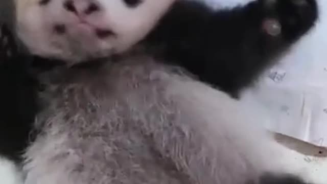 naughty panda