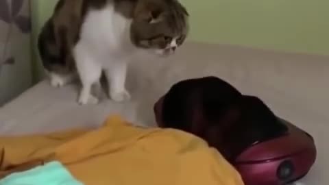 Funny cat video