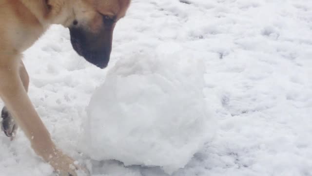 German shepherd snow man