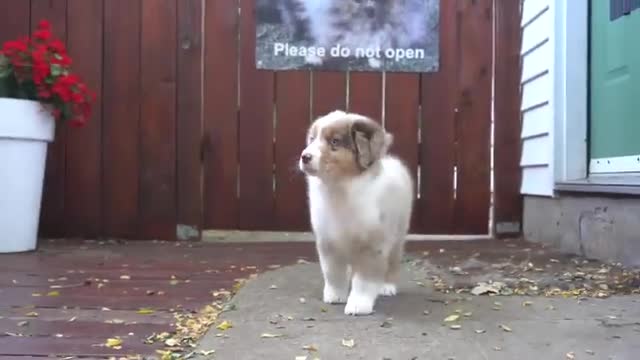 Mini American Shepherd puppy falls asleep from blow dryer