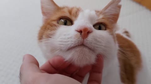 Cat Purrs While Getting His Chin Scratched