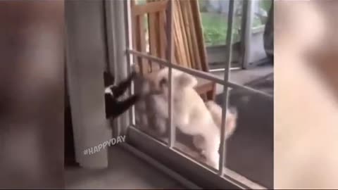 funny cat