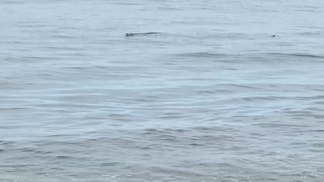 Crocodile Floats in Gentle Waves