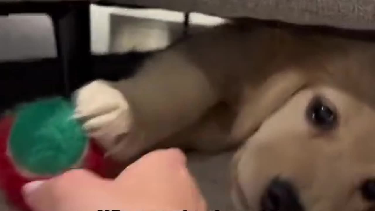 How my puppy saves the day 🥺 #puppy #dogs #puppyvideos #goldenretriever #dogshorts #puppies
