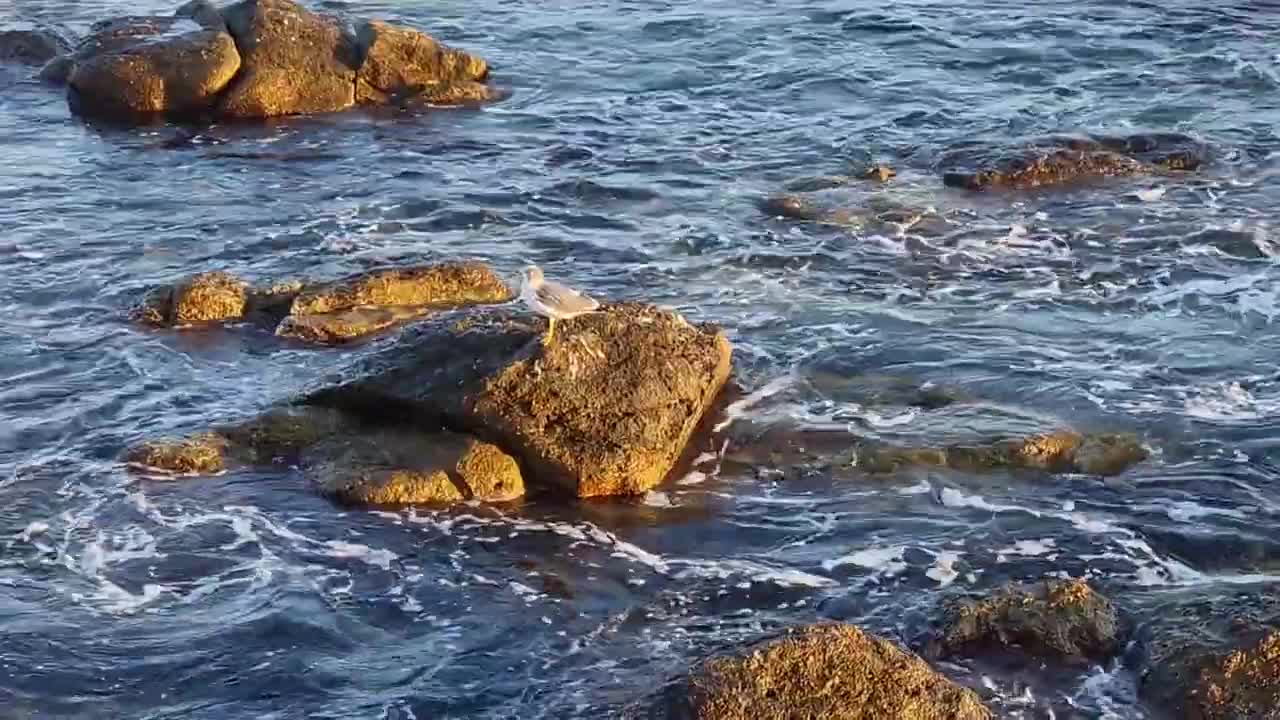 Seagull on a rock in Pohang sea