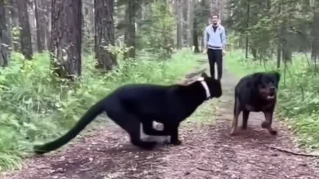 Rottweiler vs Black Panther