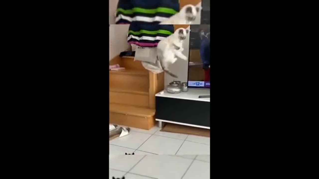 Funny animal videos 2024 - Funny cats/dogs - Funny animals -Part82/Haypyy Pett