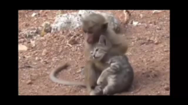 cute cute cat and monkey