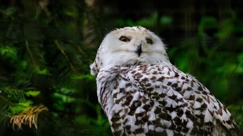 Close up video of an Owl