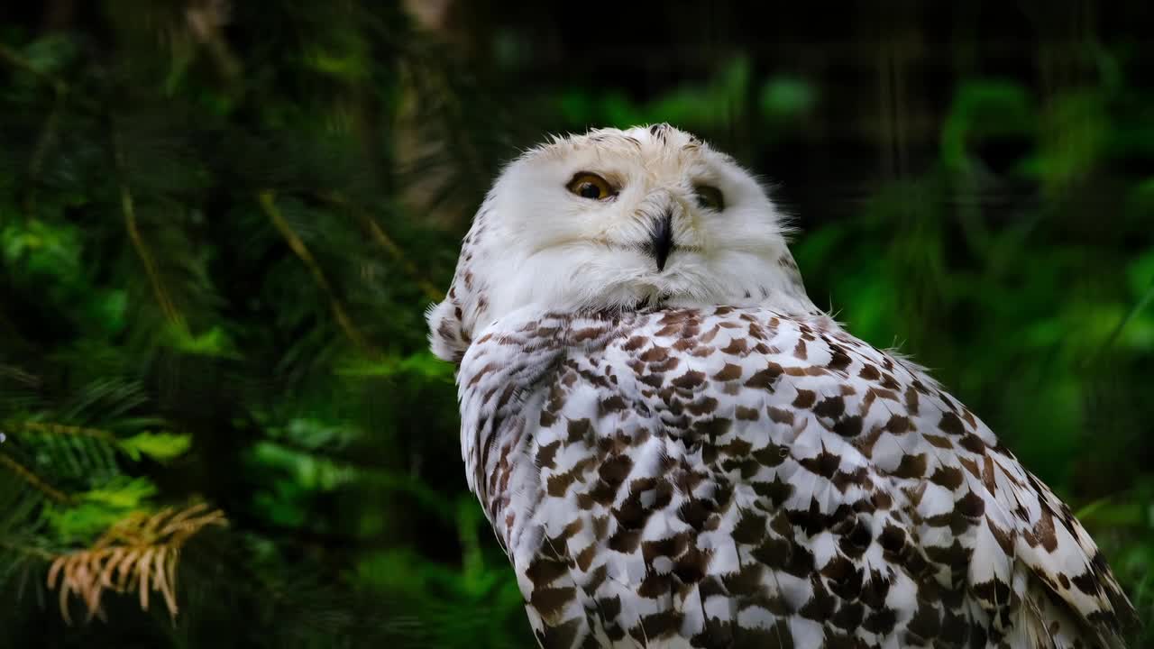 Close up video of an Owl
