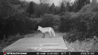 Red Fox at Dawn