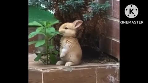 the rabbit looks so cute