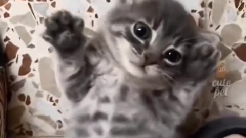 #cat #cut #pet #funny #video